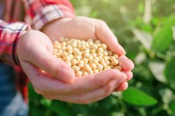 The History and Uses of Soybean