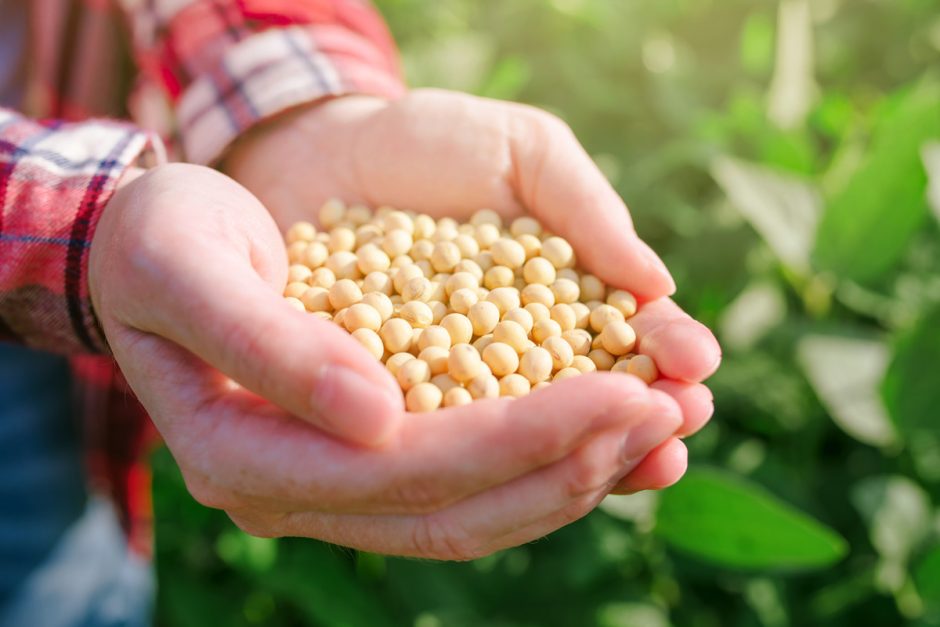 The History and Uses of Soybean | Asian Inspirations