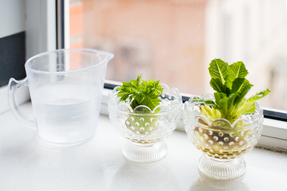 Regrow your own vegetables