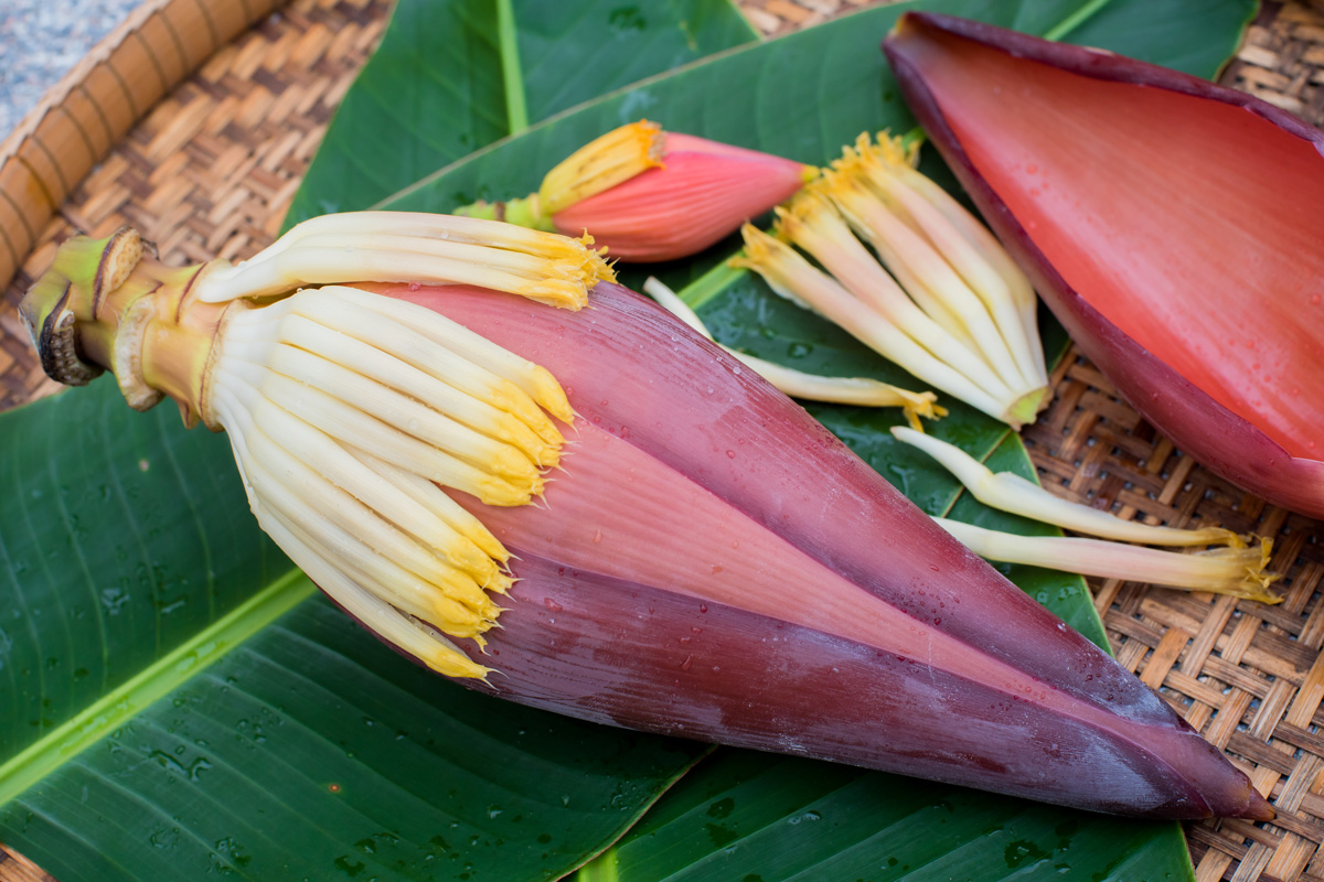 Banana Blossom Banana Blossom