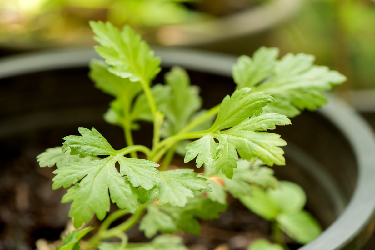 Mugwort