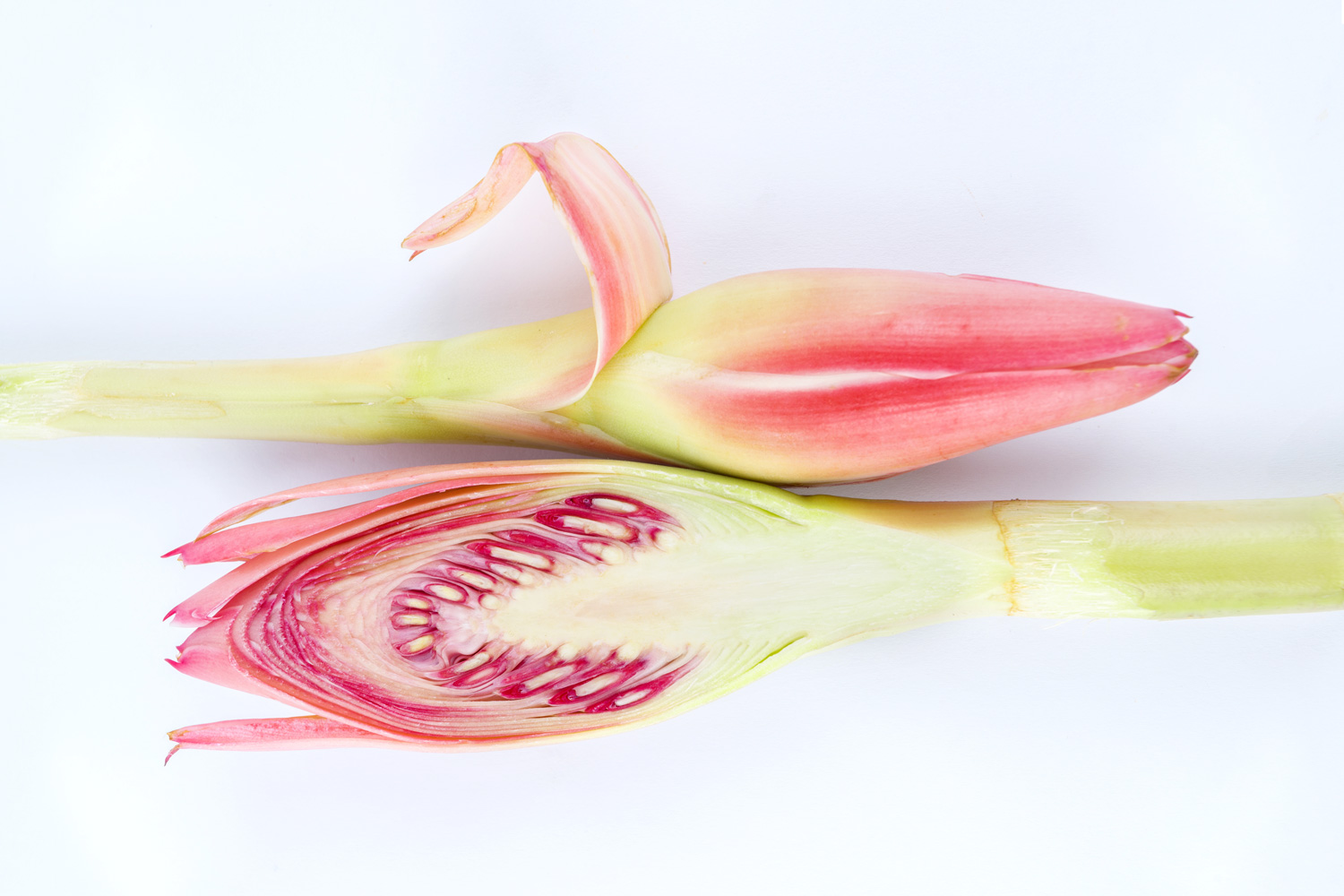 Torch Ginger Flower (Bunga Kantan)