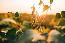Soybean – Paddock To Plate