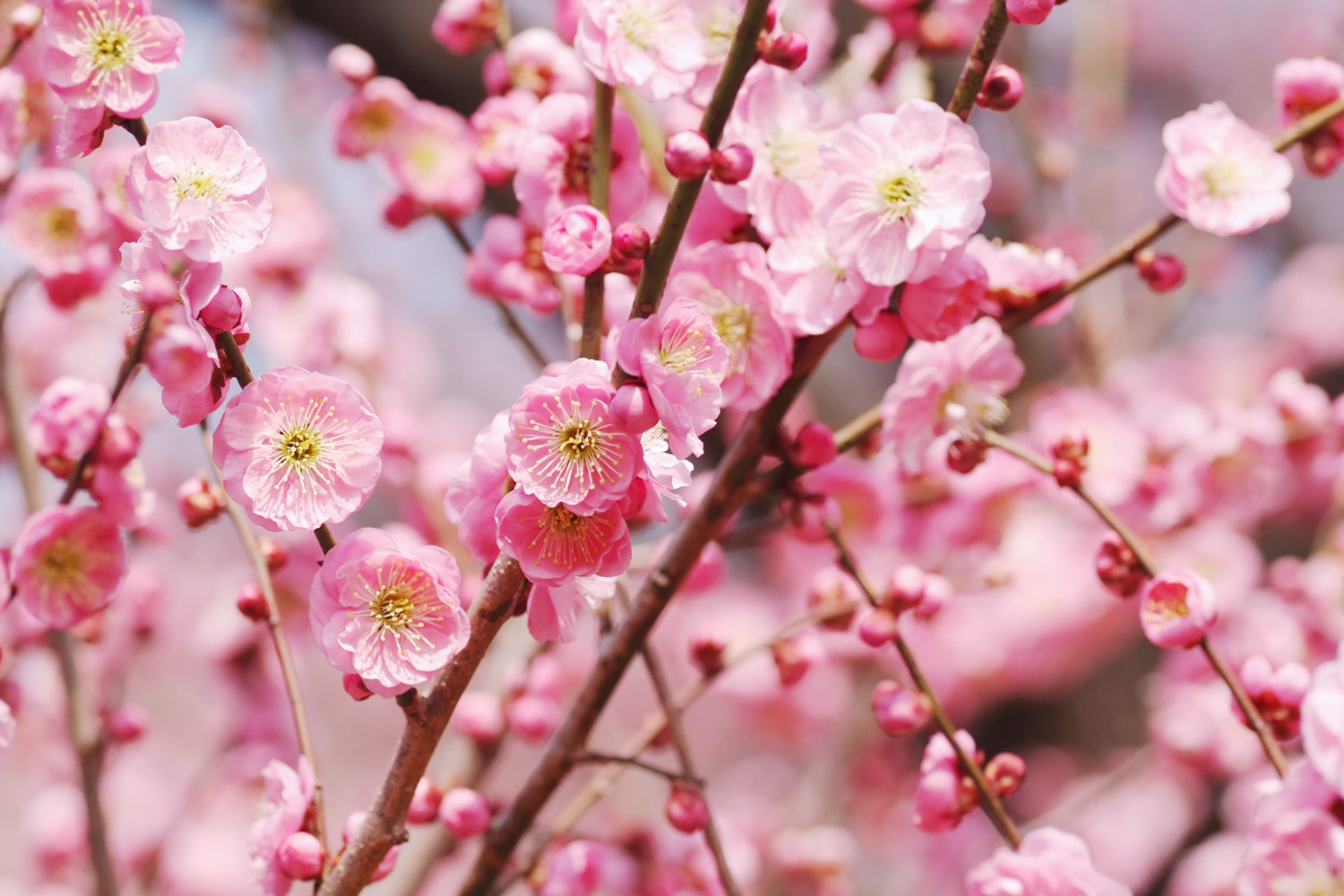 The Language of Flowers, What Flowers Mean