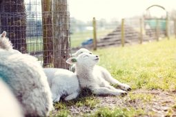 Saltbush Lamb