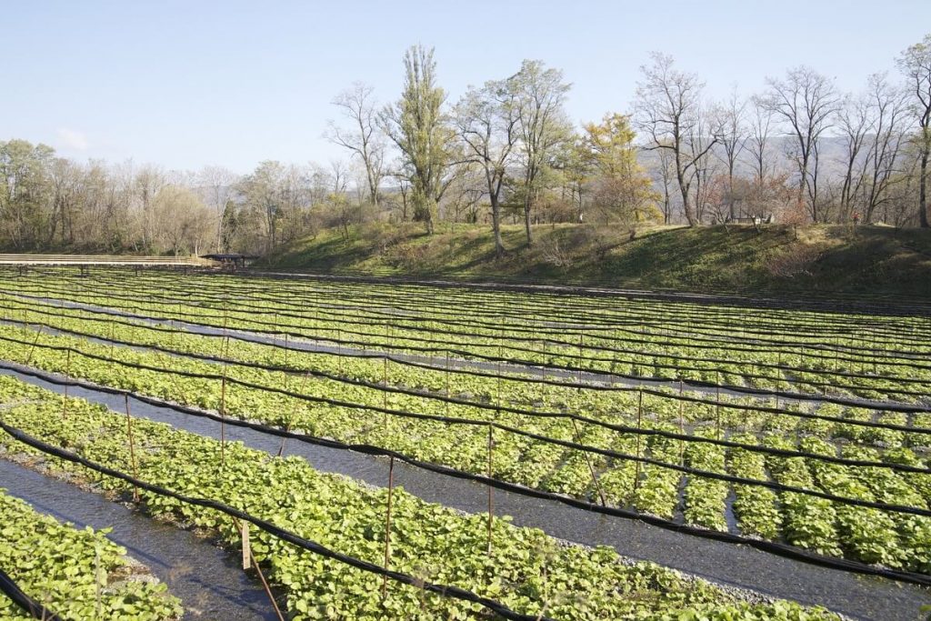 Wasabi Farm