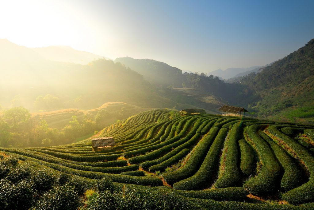 Sustainable Tea In Yunan Asian Inspirations