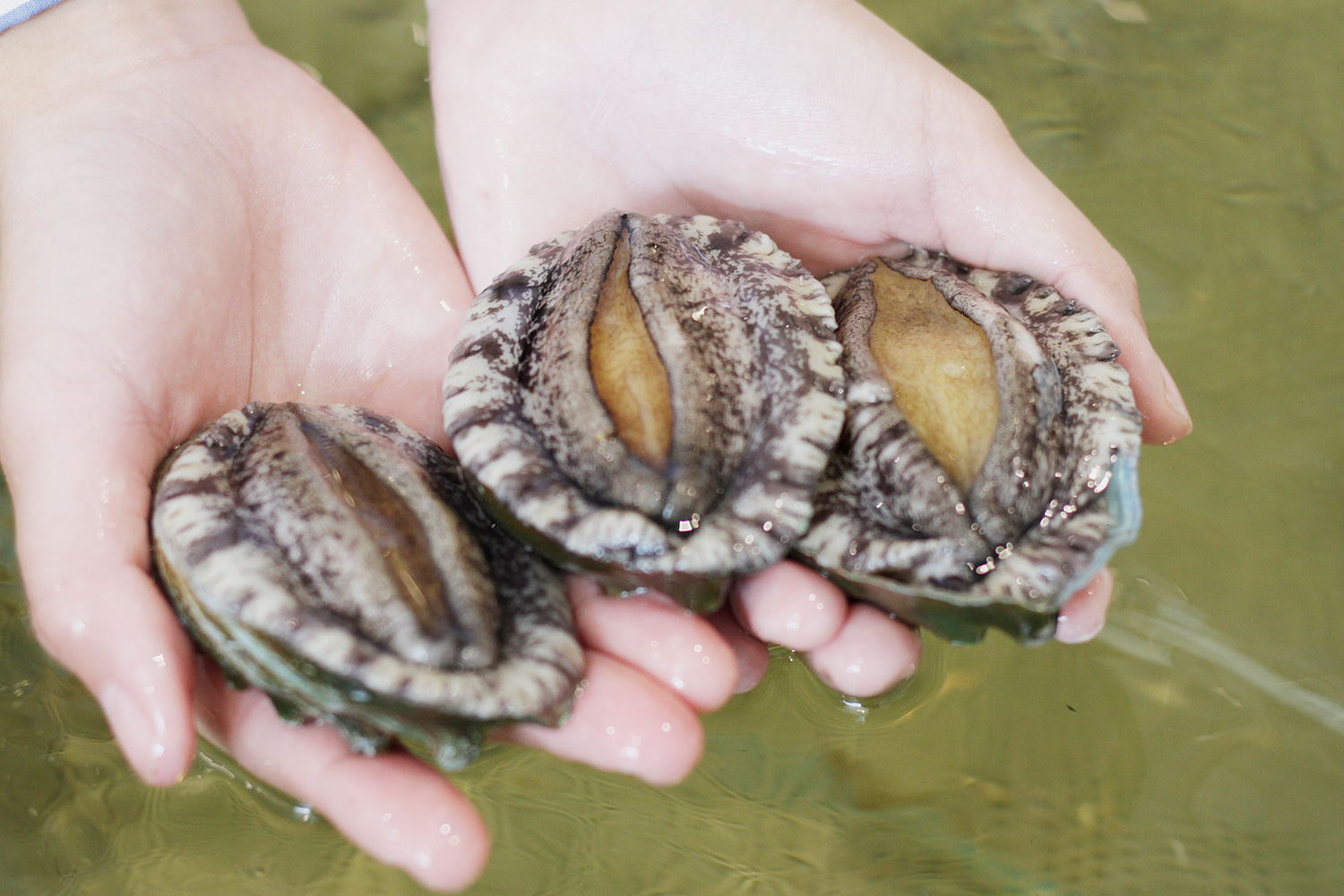 abalone