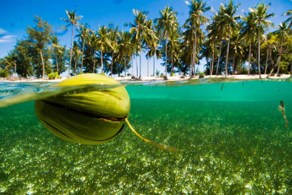 The Mystery of Coconut Migration Asian Inspirations