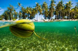 The Mystery of Coconut Migration