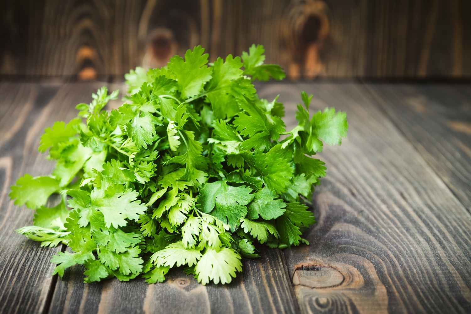 Coriander Coriander