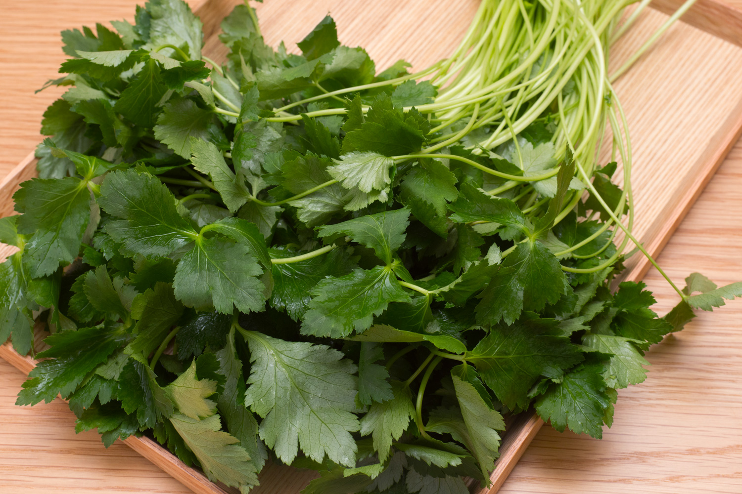 Mitsuba (Japanese Parsley)