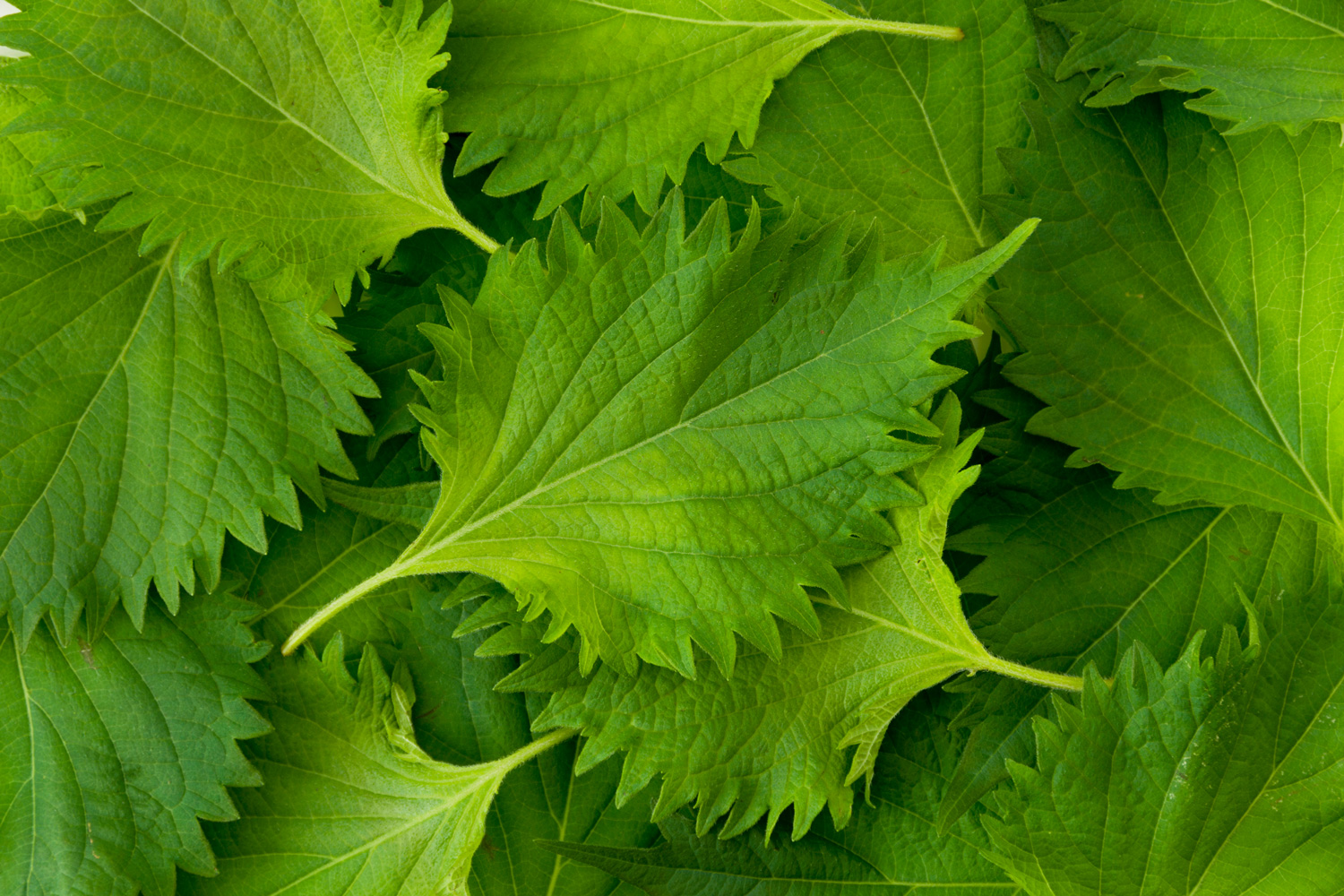 Shiso Leaf