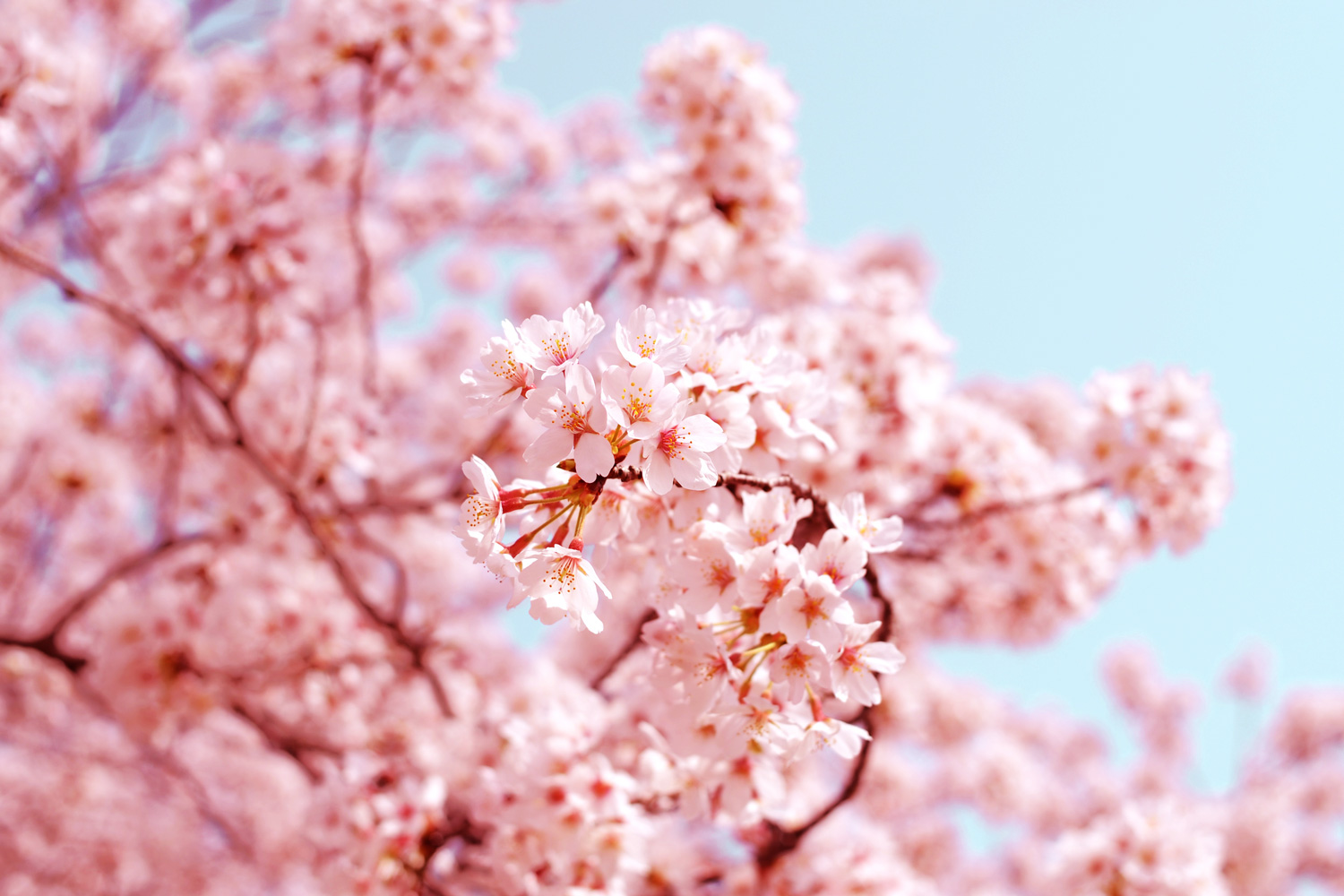 What Does The Cherry Blossom Tree Symbolize In Japanese Culture