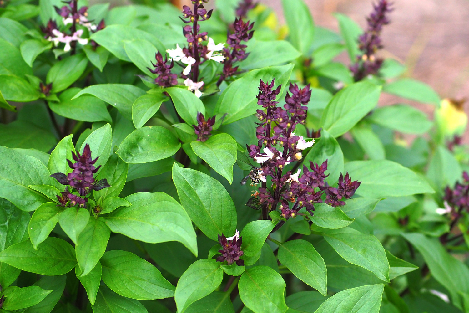 Thai Basil Thai Basil