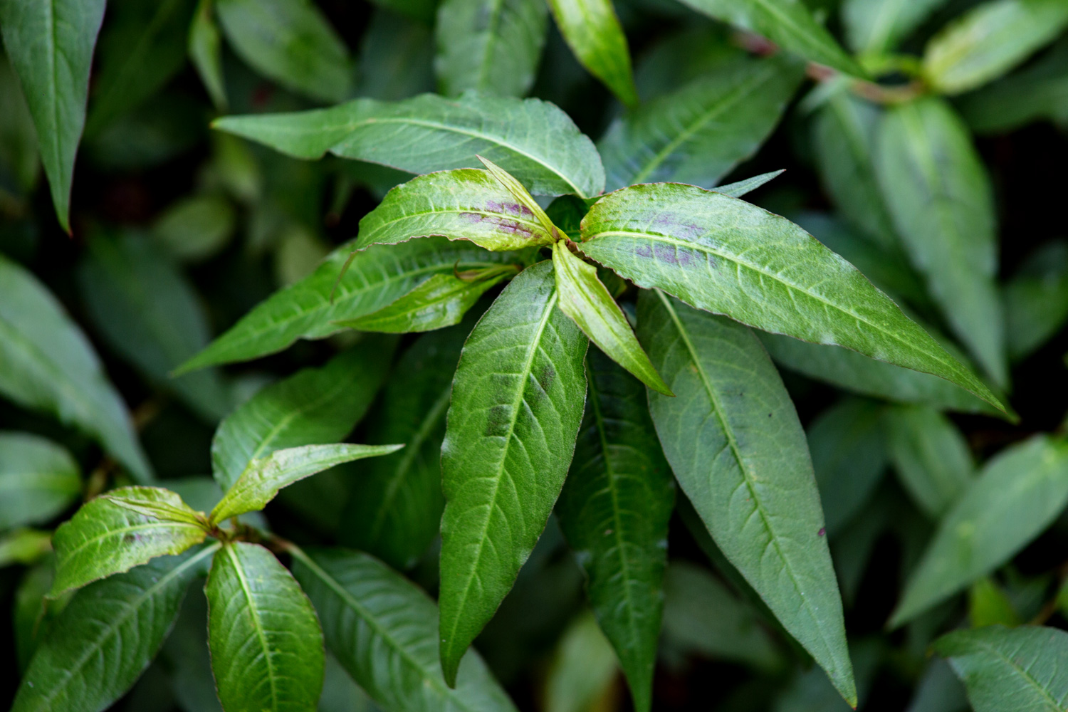 Vietnamese Mint