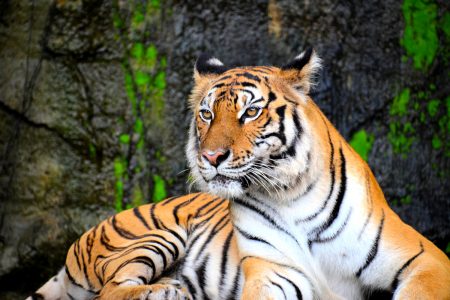 The Tiger in Chinese Culture | Asian Inspirations