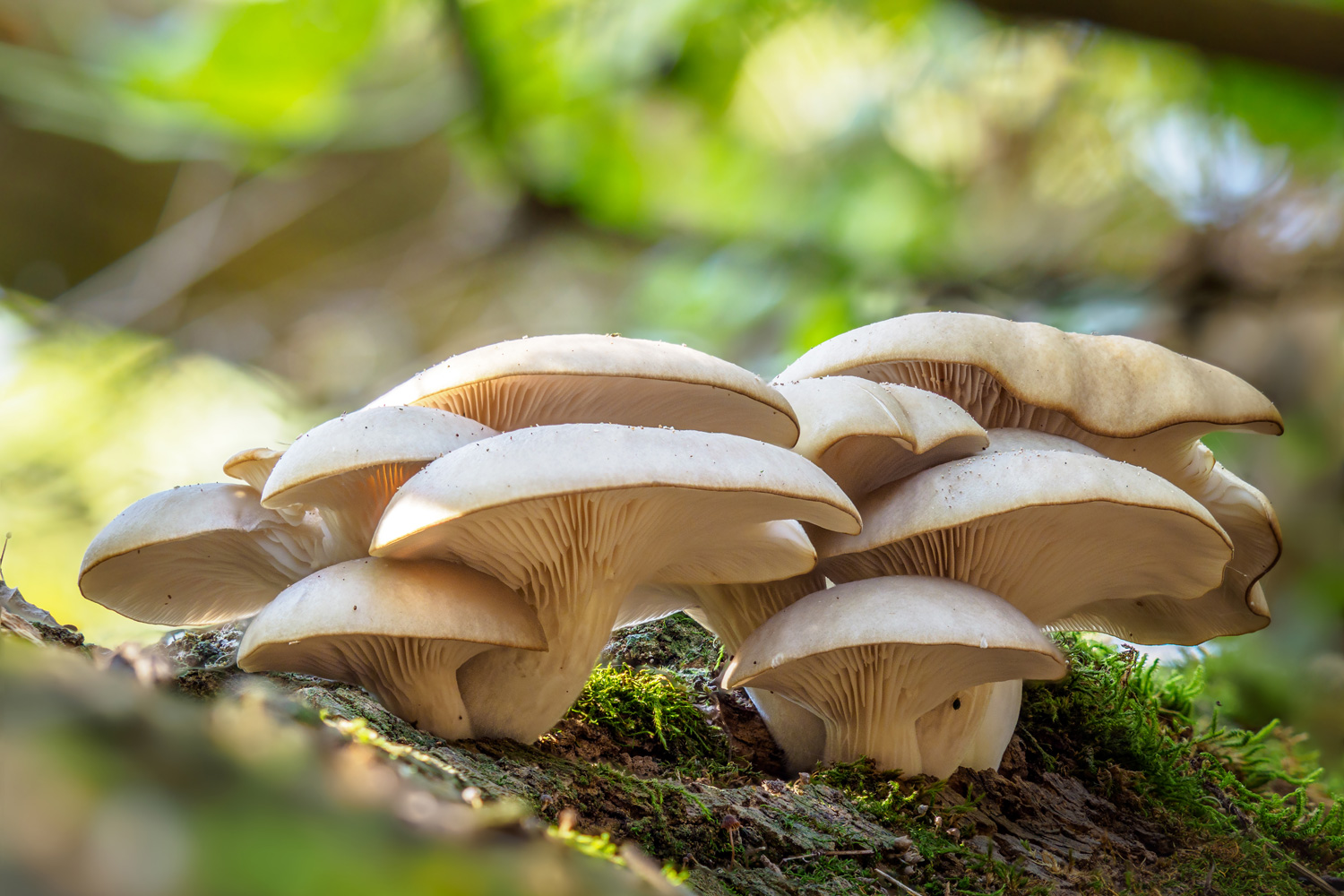 Oyster Mushrooms