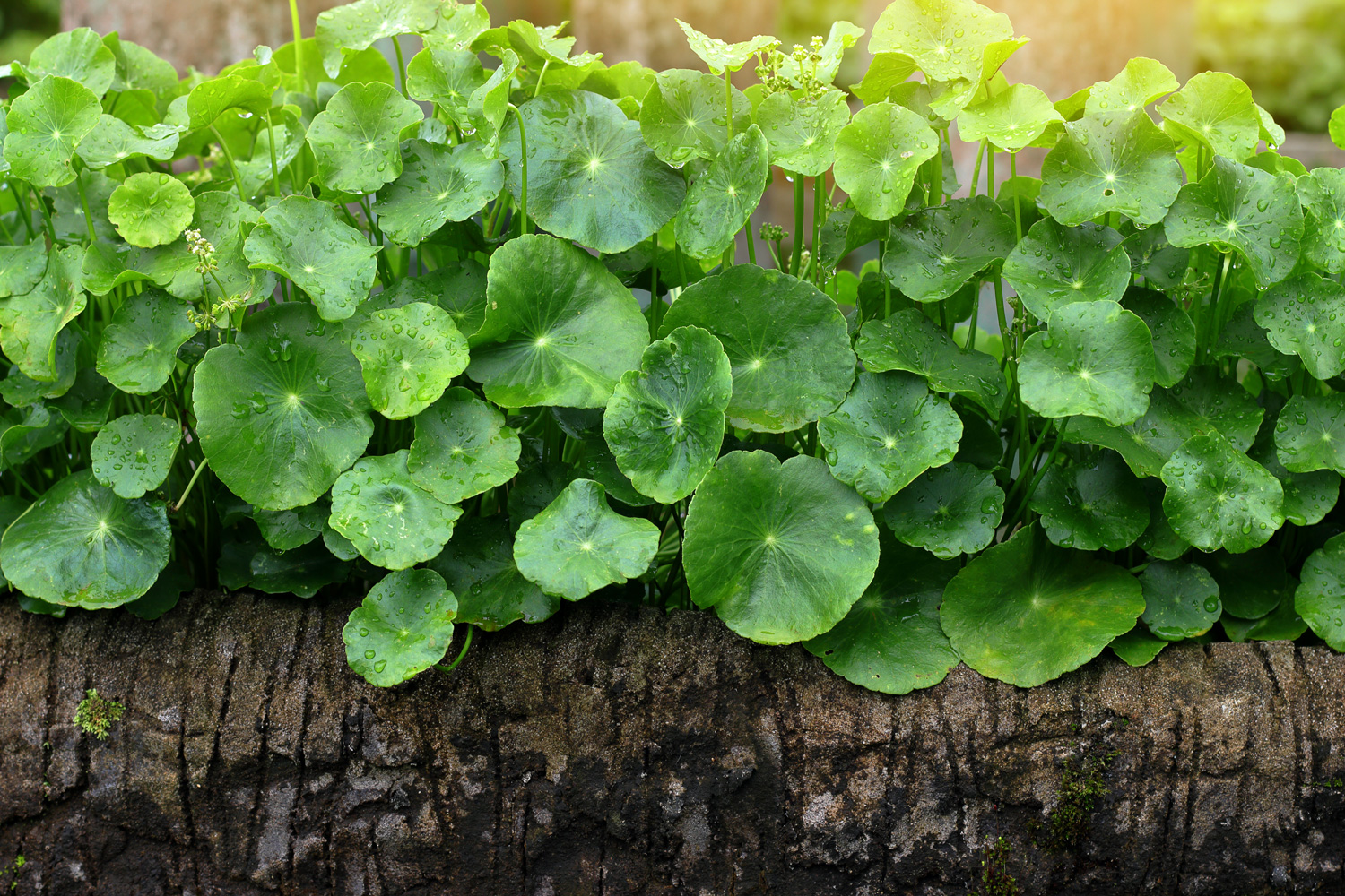 Pennywort