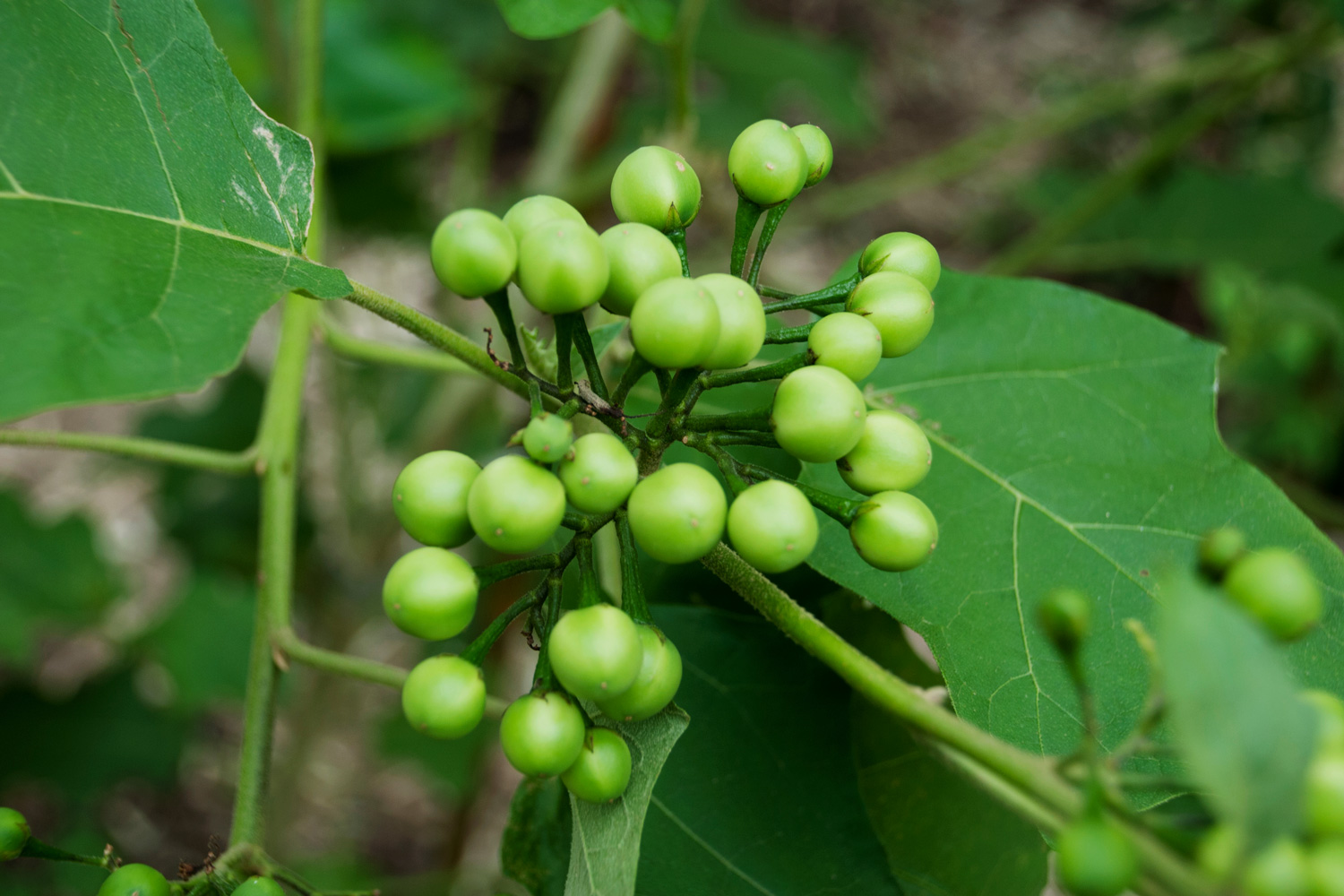 Pea Eggplant