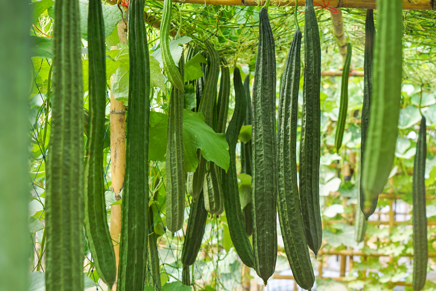 Angled Luffa