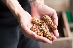 Weird and Wonderful: Kopi Luwak