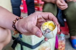 All About Balut