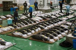 Toyosu Fish Market