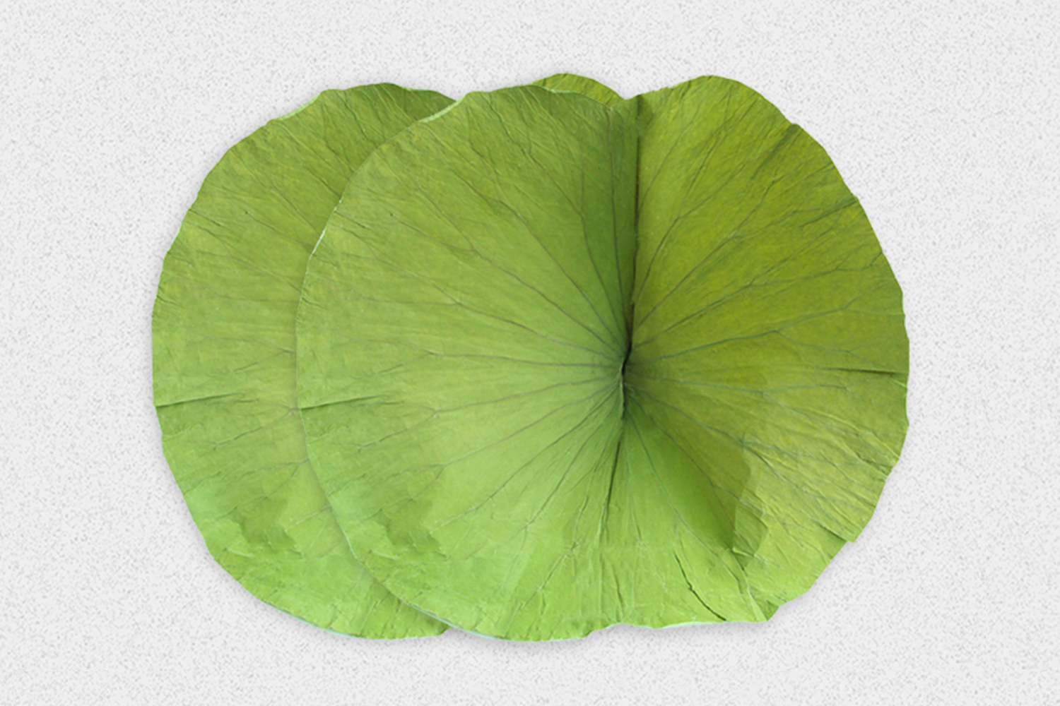 Lotus Leaf