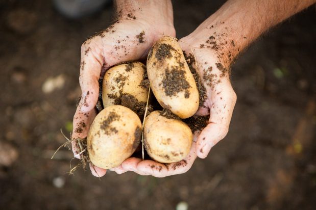 6 Essential Tips to Store Your Potatoes | Asian Inspirations