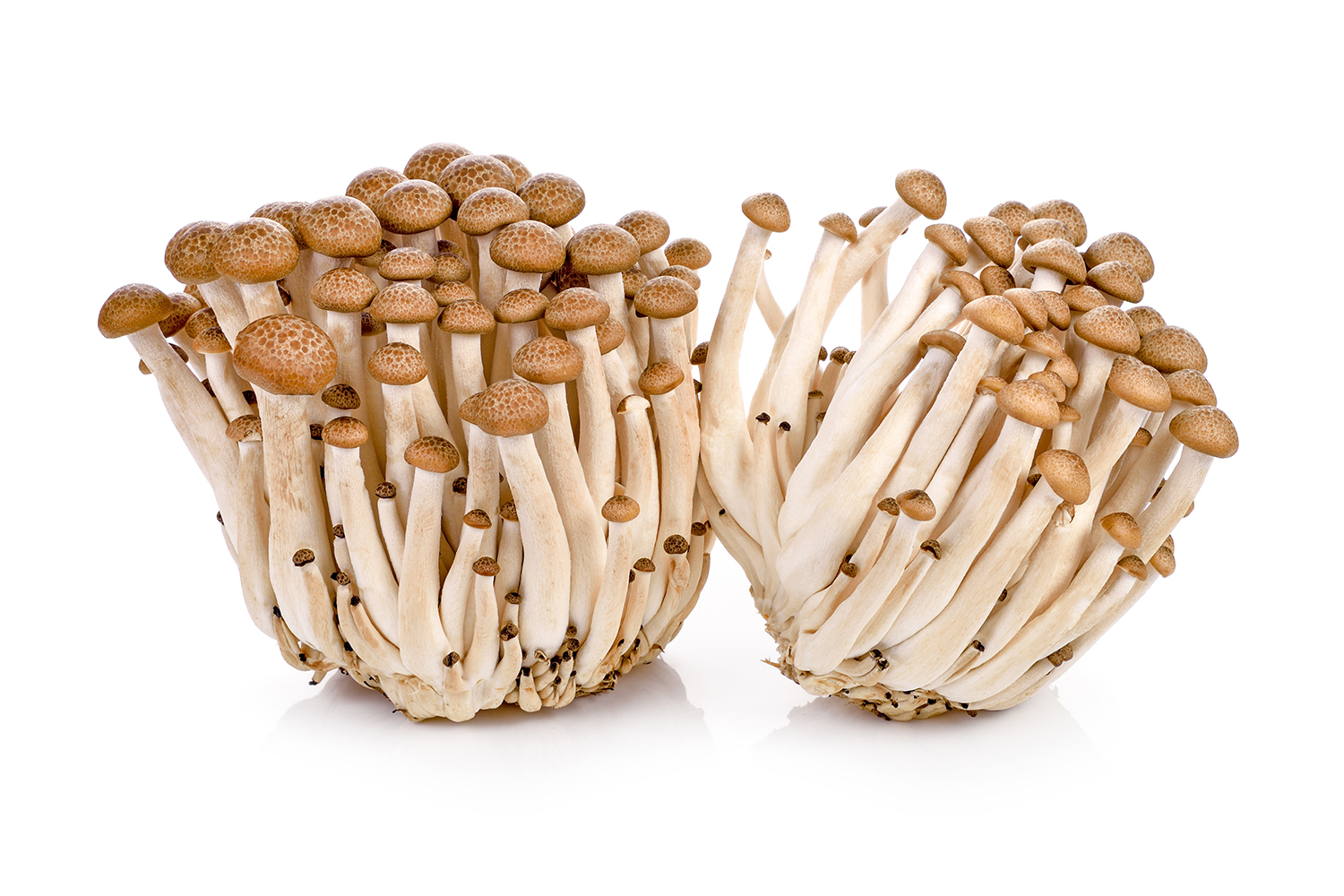 8 Umami Asian Mushrooms To Cook And Savour Asian Inspirations