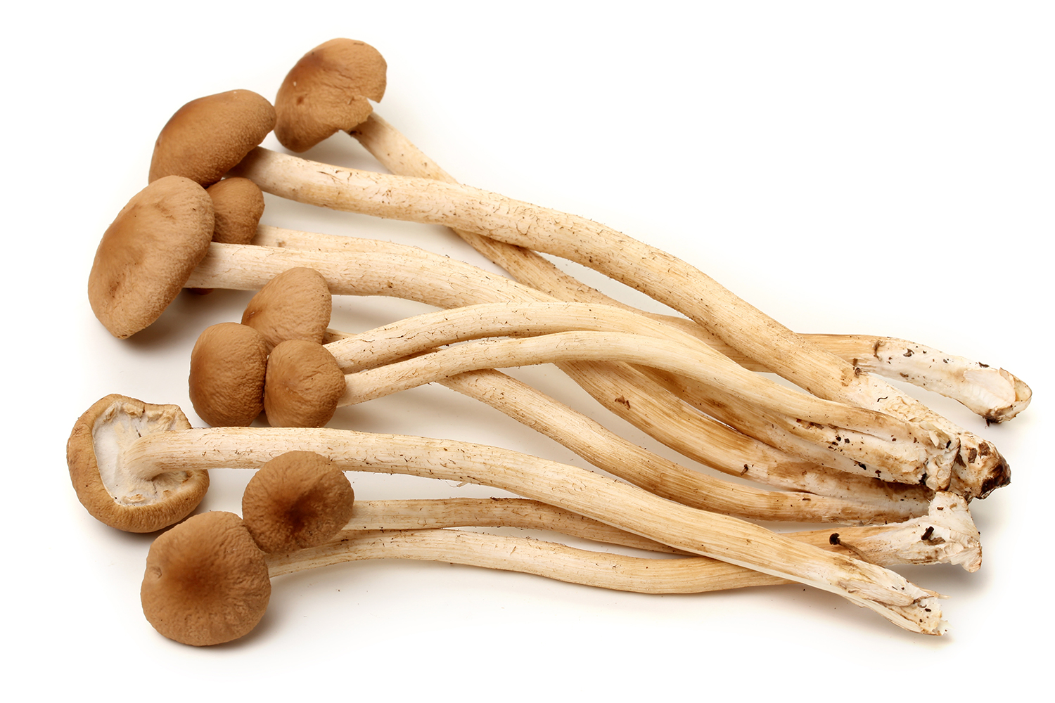 8 Umami Asian Mushrooms to Cook & Savour Asian Inspirations