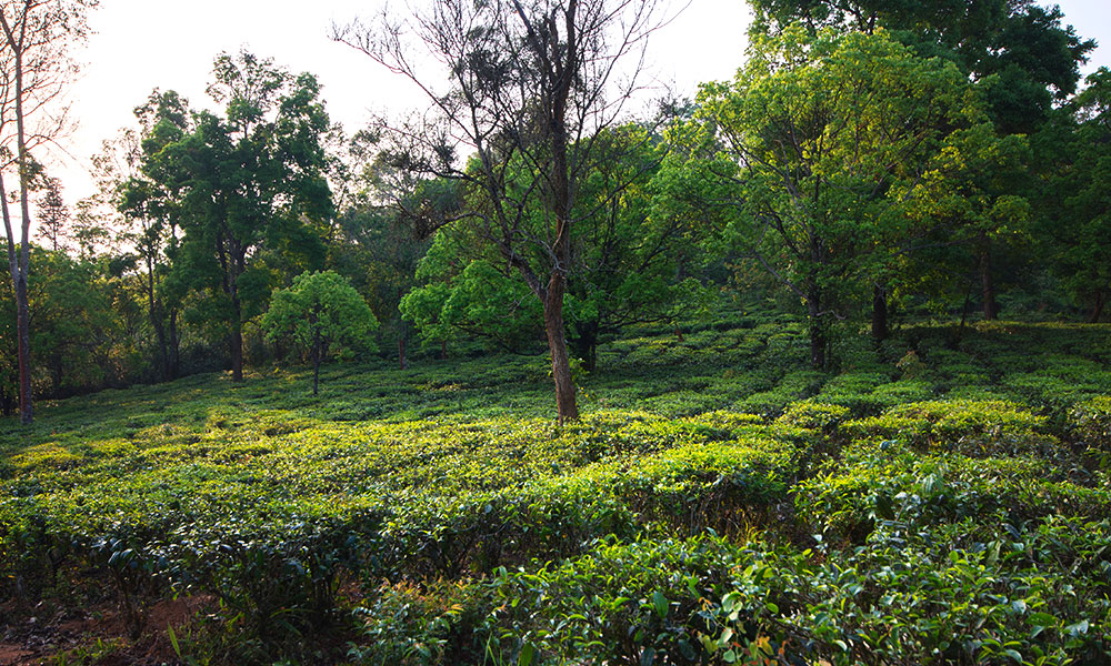 Sustainable Tea: Intercropping