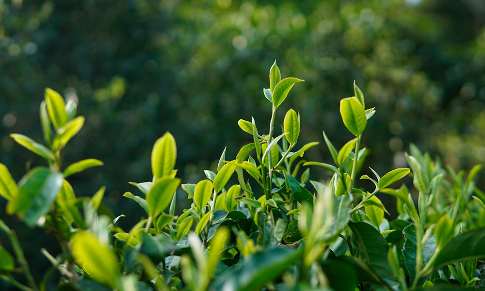 Sustainable Tea: Tea Leaves