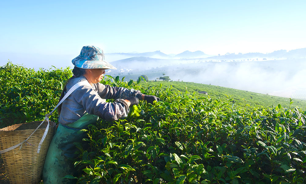 Sustainable Tea: Harvesting Leaves