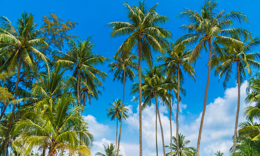 Coconut Migration: Originated Sri Lanka