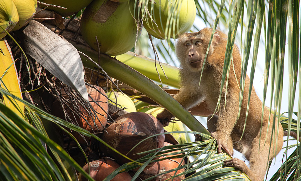 Coconut Migration: Pig-tailed Monkey