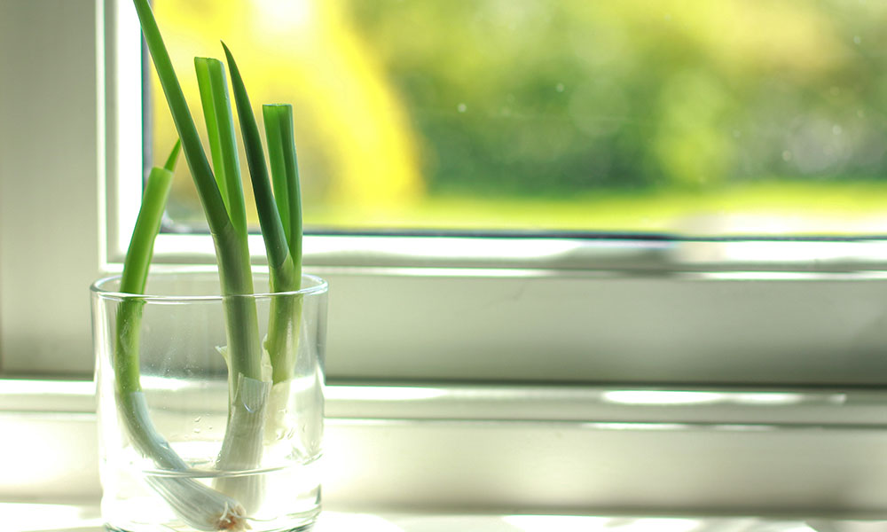 Storing Asian Food: Spring Onion