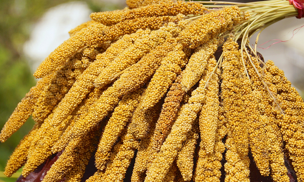Taiwan: Island of Heavenly Flavours - Millet