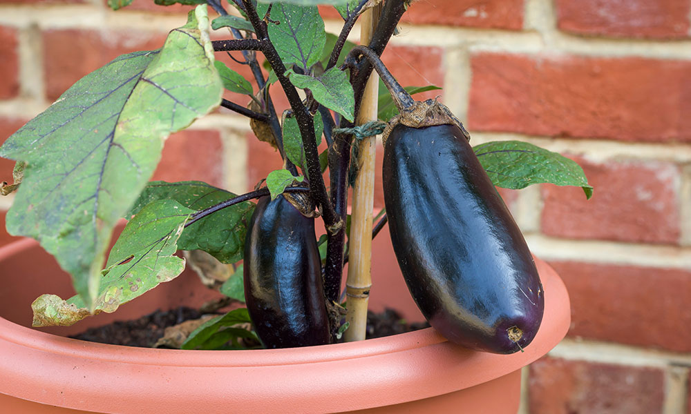 In Season Eggplant: Homegrown