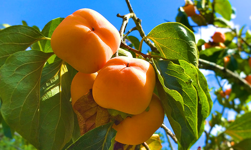 Welcome Home Some Prosperity with the Persimmons: Gongcheng