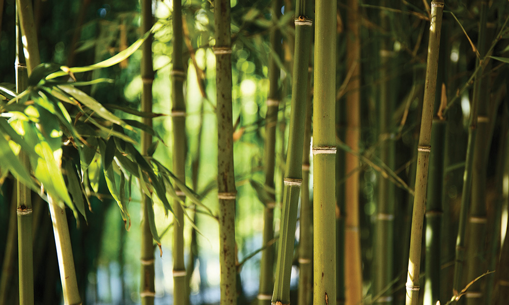 Bamboo Steamer, The Ultimate Dim Sum Cooker: Bamboo Plants