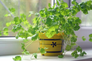Amazing Asian Herbs You Can Easily Grow at Home