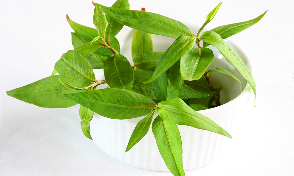 Vietnamese Mint VIetnamese Coriander Asian Herbs