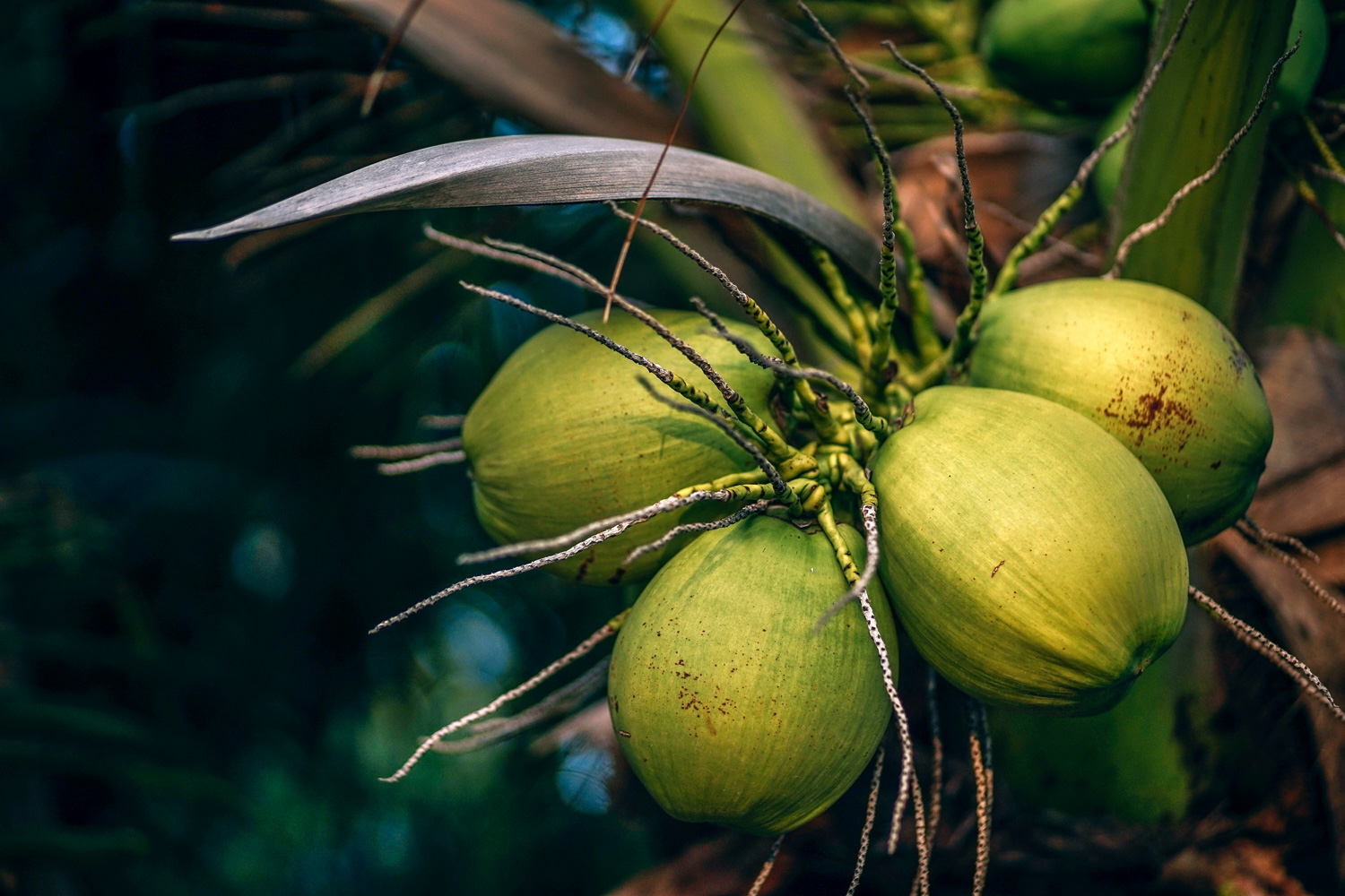 Fresh young coconuts on tree