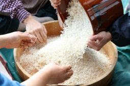 Koji: The Secret Ingredient of Japanese Fermented Foods