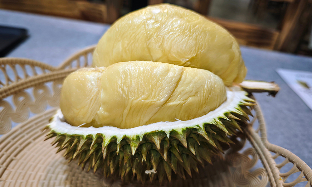 XO Durian
