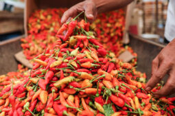 Chilli Round The Clock