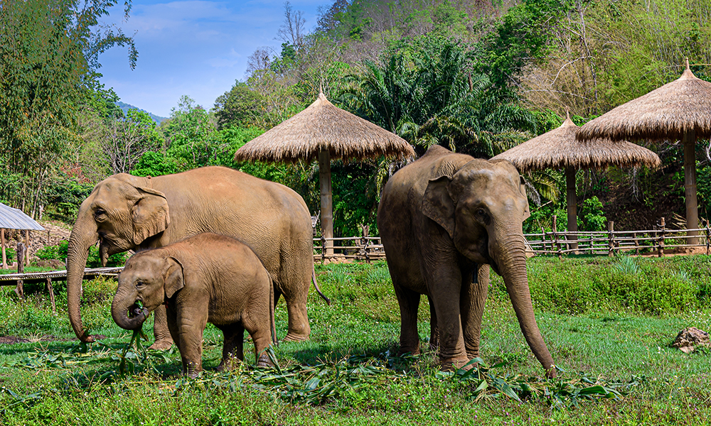 5 Fun Family Activities to Enjoy in Chiang Mai